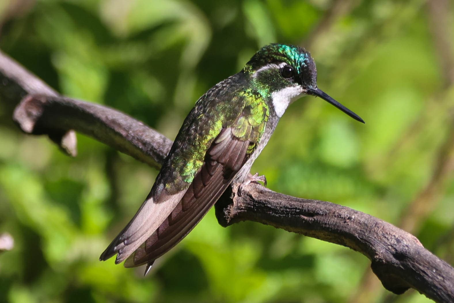 Emerald Hummingbird Perched on Branch with Greenery in San Gerardo de Dota | Natural Costa Rica