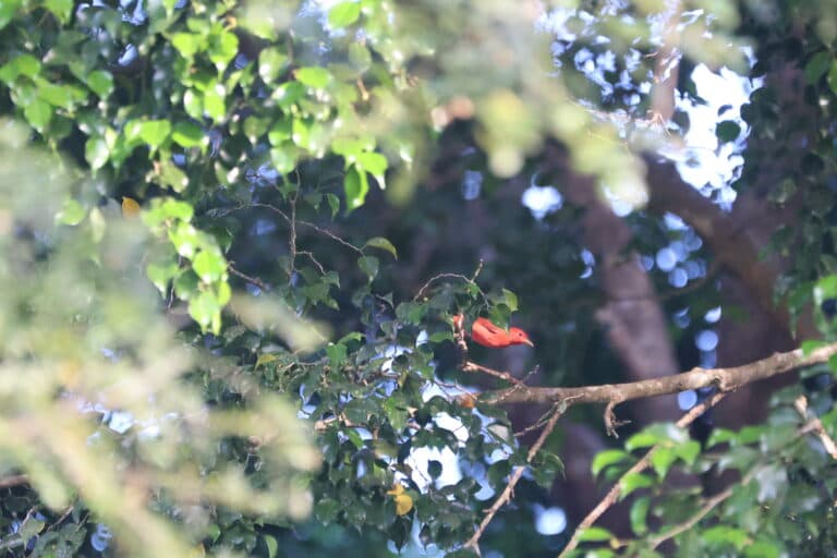 Beautiful Scarlet Tanager Bird Perched in Tropical Tree | Natural Costa Rica