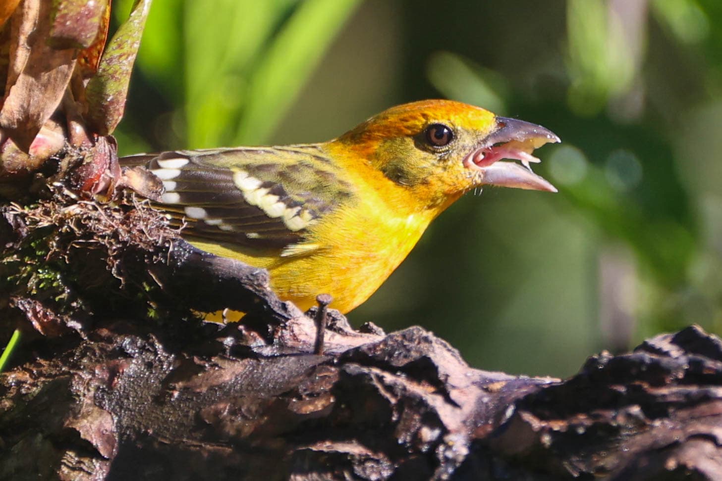 Vibrant Yellow Bird Singing in a Tropical Forest | Natural Costa Rica