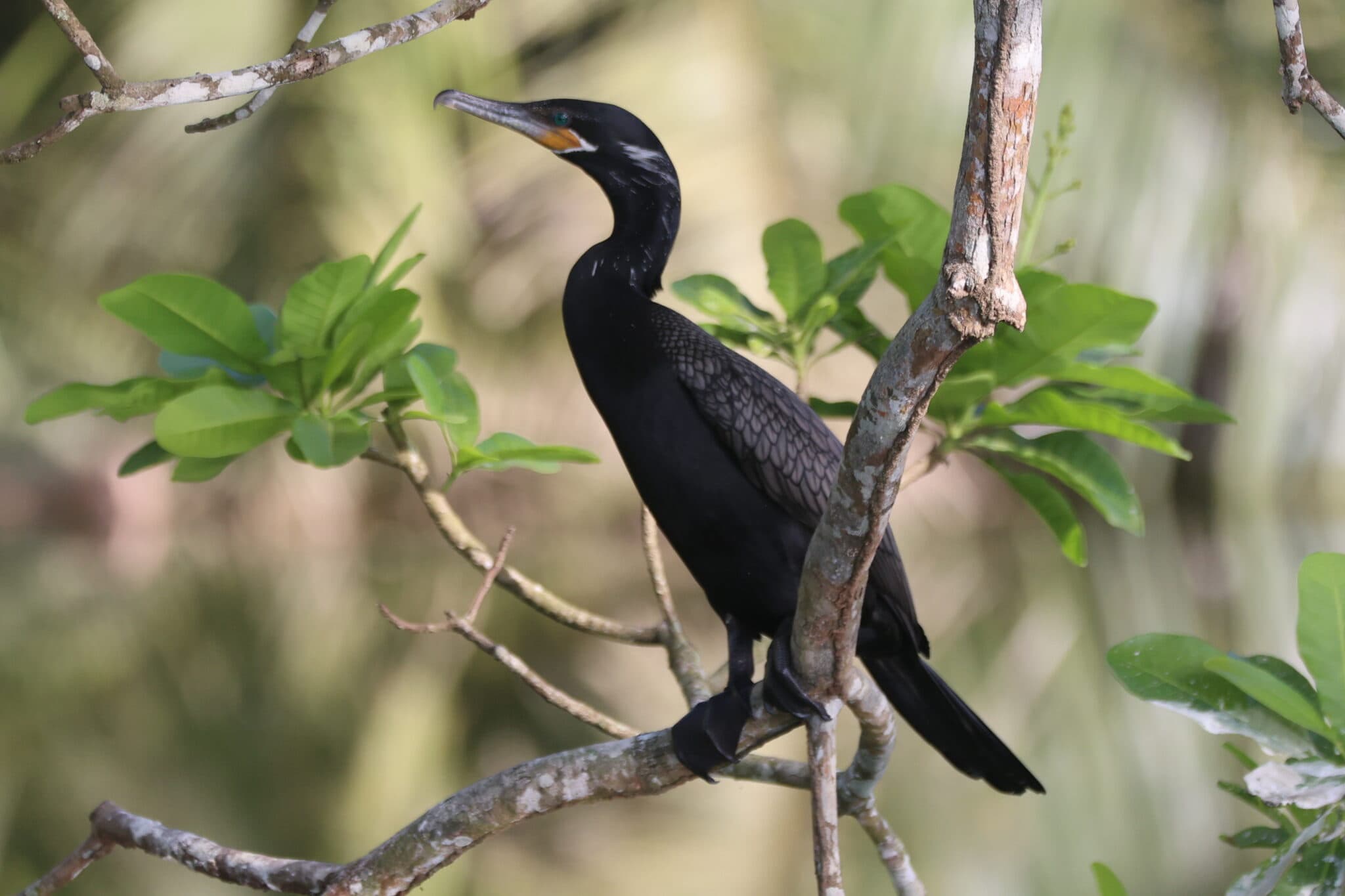 Indian Cormorant Bird Perched on Branch | Natural Costa Rica