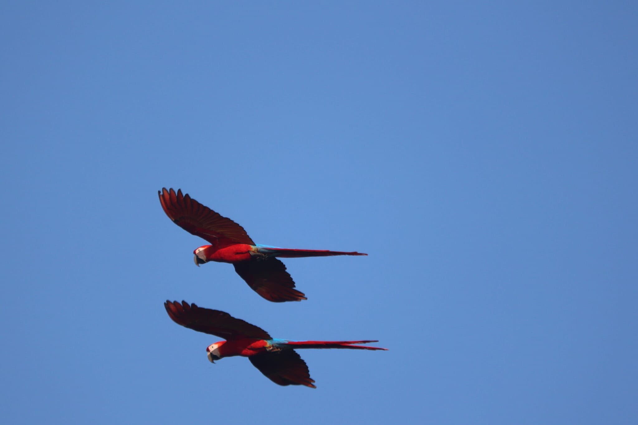 Scarlet Macaws soar in blue sky in Nicoya Peninsula | Natural Costa Rica