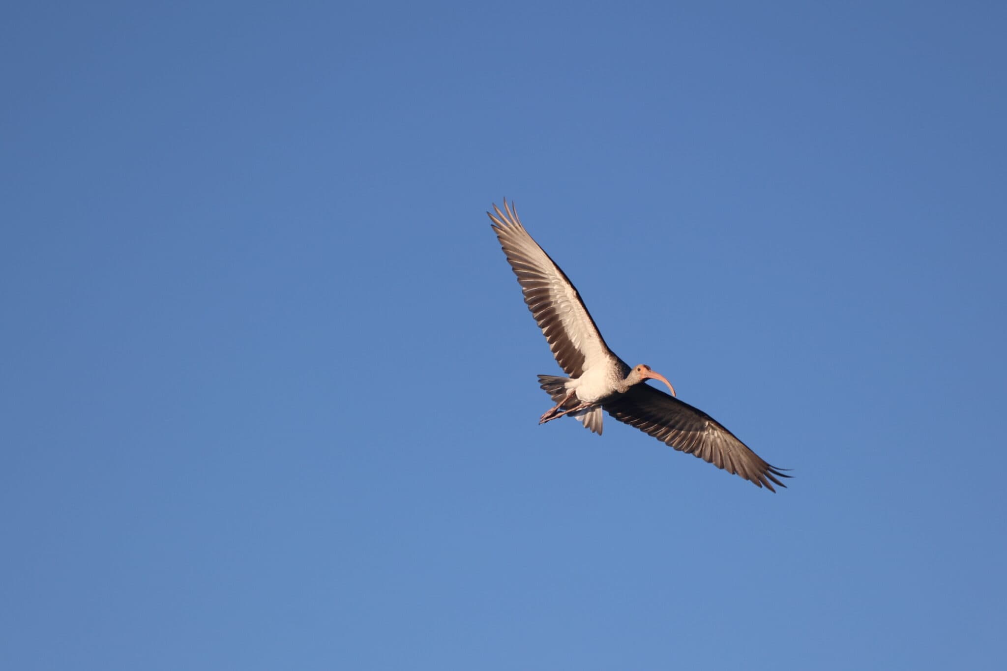 White-faced Ibis soaring across the expansive blue sky | Natural Costa Rica