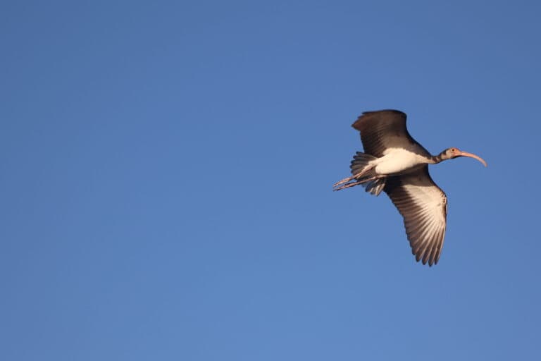White-faced Ibis soars high in cloudless blue sky | Natural Costa Rica