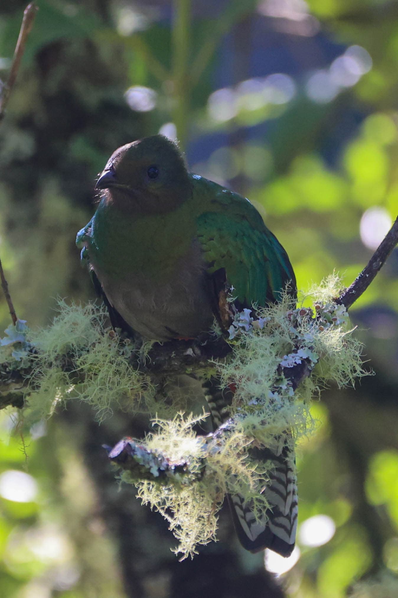 Female Quetzal perched among the branches in San Gerardo de Dota | Natural Costa Rica