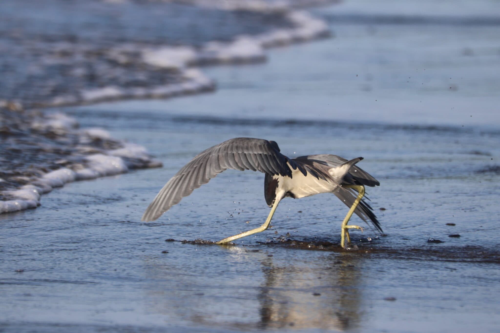 Heron wading through waves, hunting for food | Natural Costa Rica