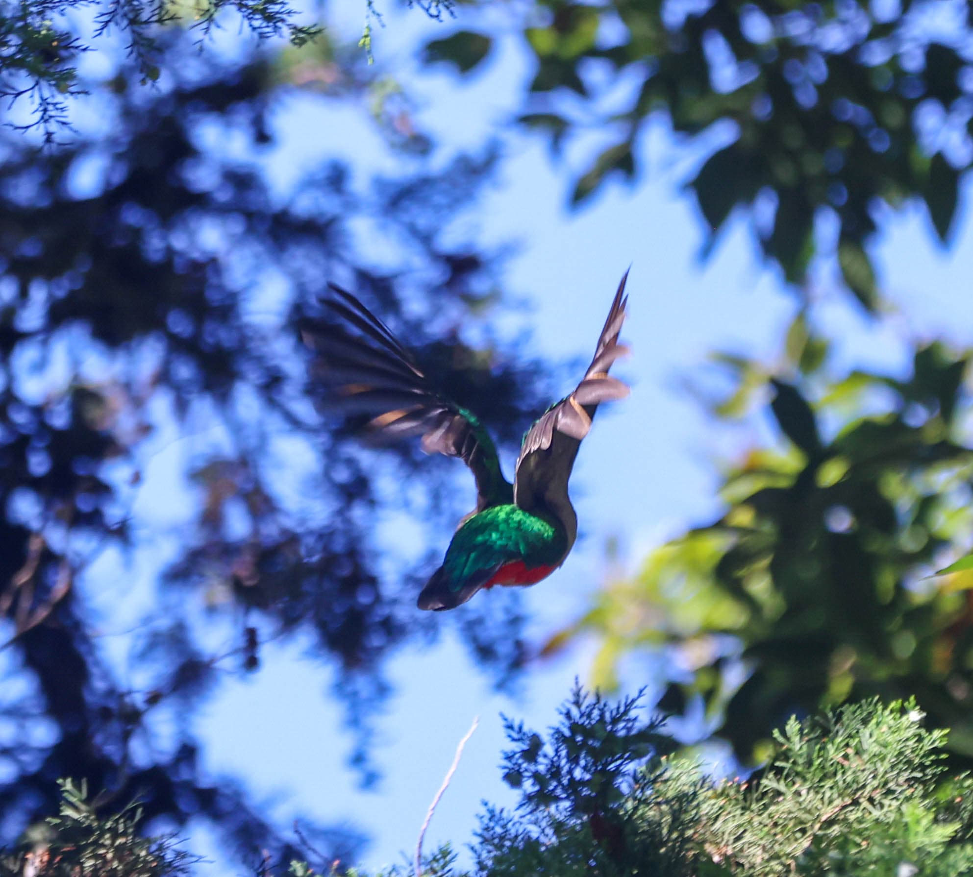 Resplendent Quetzal in Flight: A Rare Sighting in San Gerardo de Dota | Natural Costa Rica