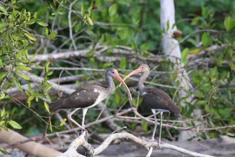 Immature White Ibis Birds Perched on Branch | Natural Costa Rica