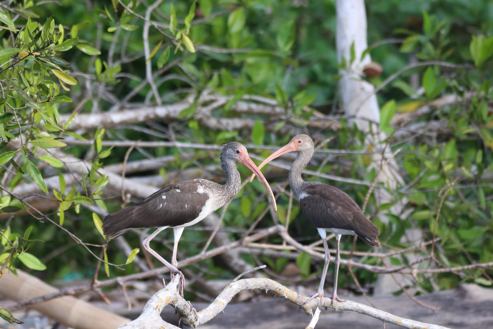 Immature White Ibis Birds Perched on Branch | Natural Costa Rica