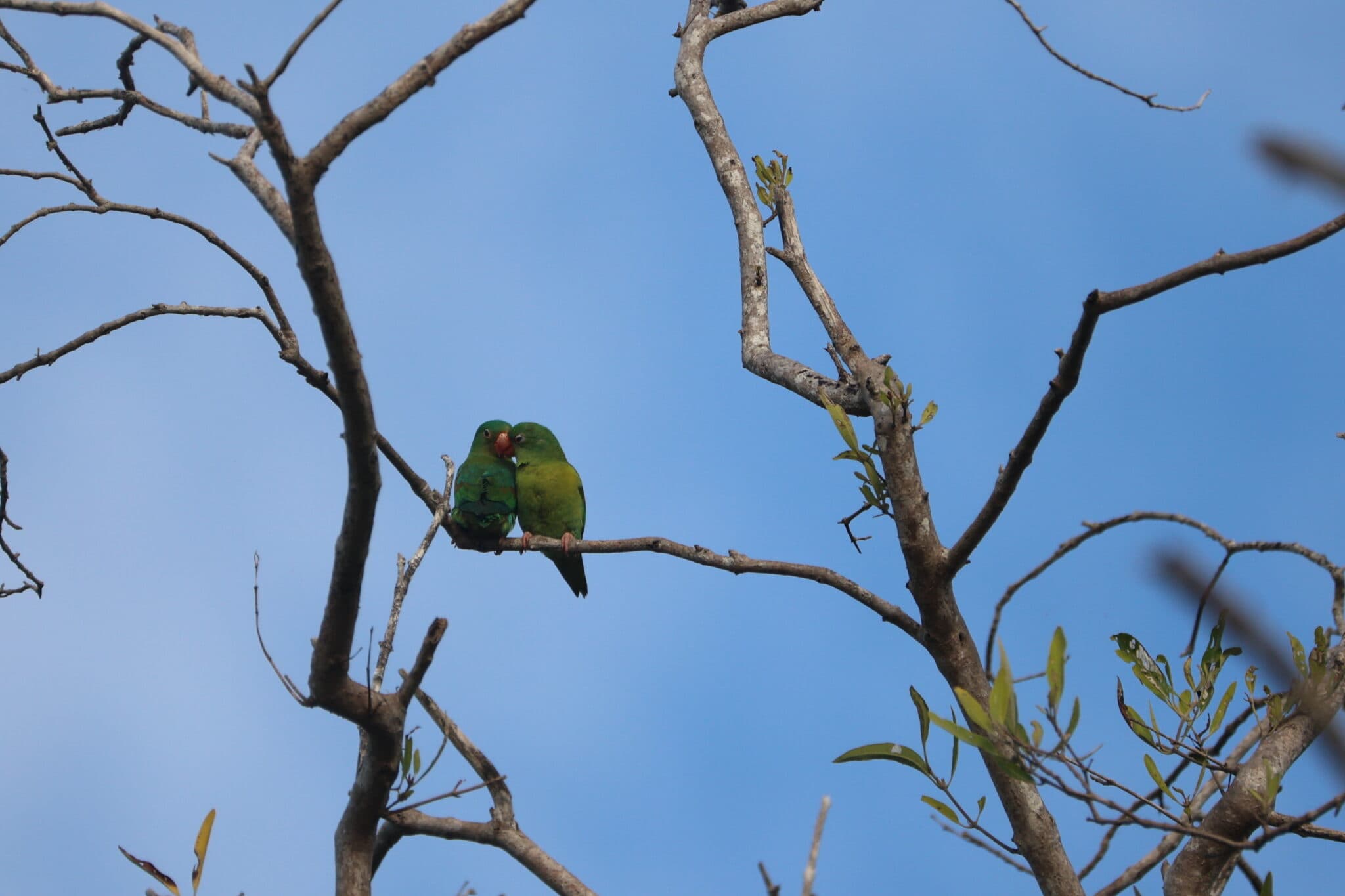 Two Vernal Hanging Parrots perched on a branch. in Nicoya Peninsula | Natural Costa Rica