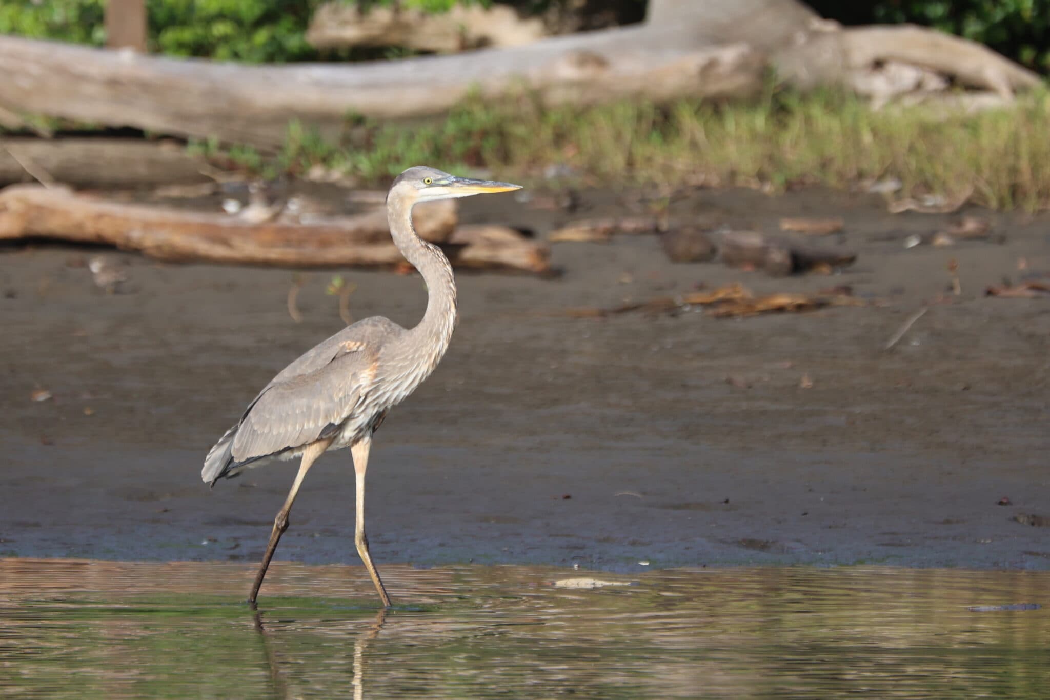 Great Blue Heron standing in shallow water, closeup view | Natural Costa Rica