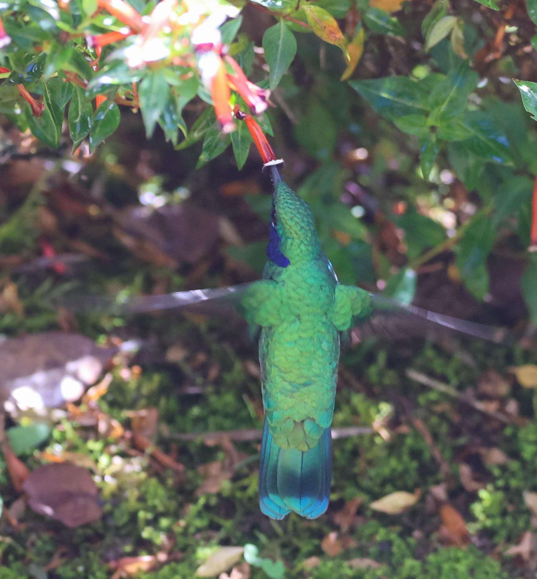 Sparkling Green Violetear Hummingbird Sipping Nectar in San Gerardo de Dota | Natural Costa Rica