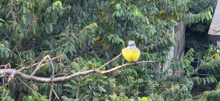 Cute Yellow Bird Perched on a Branch | Natural Costa Rica