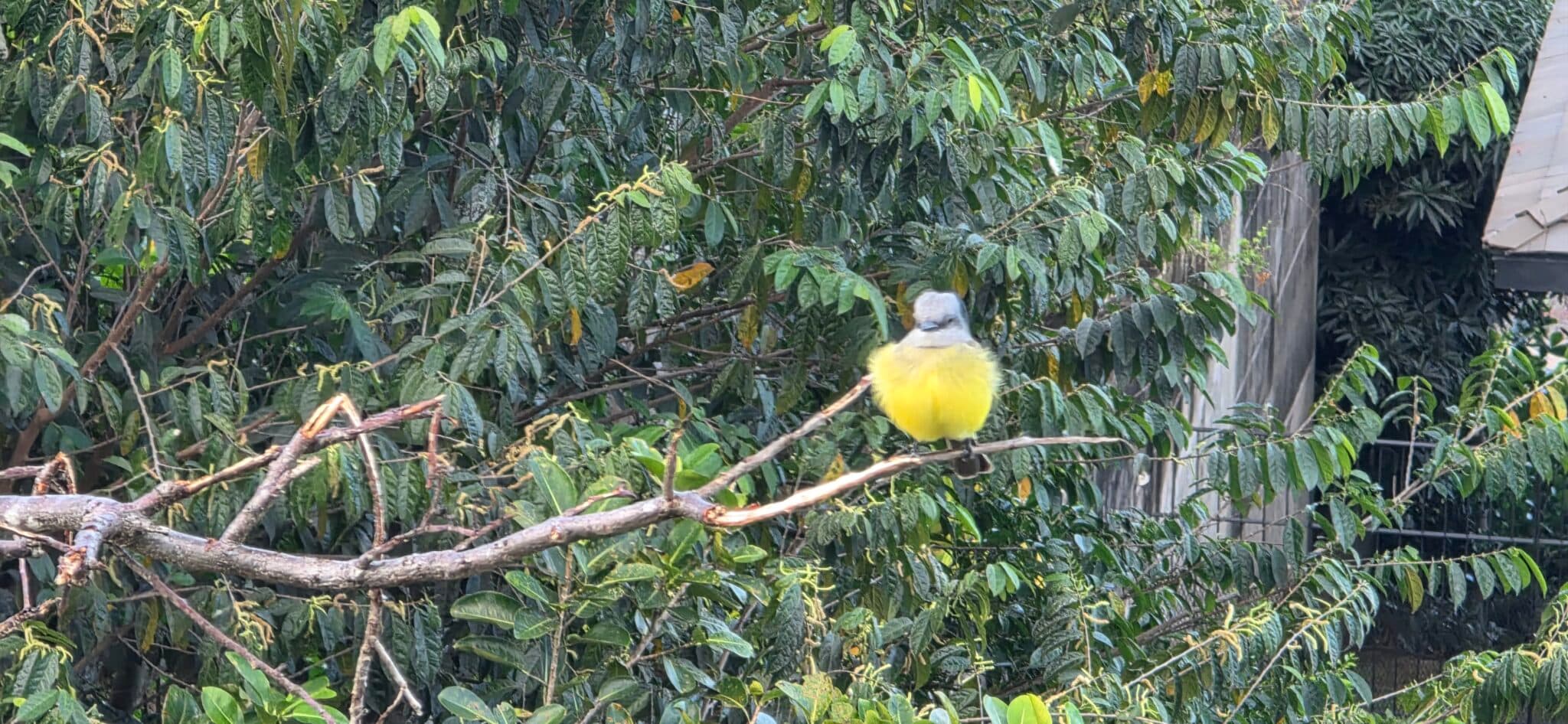 Cute Yellow Bird Perched on a Branch | Natural Costa Rica