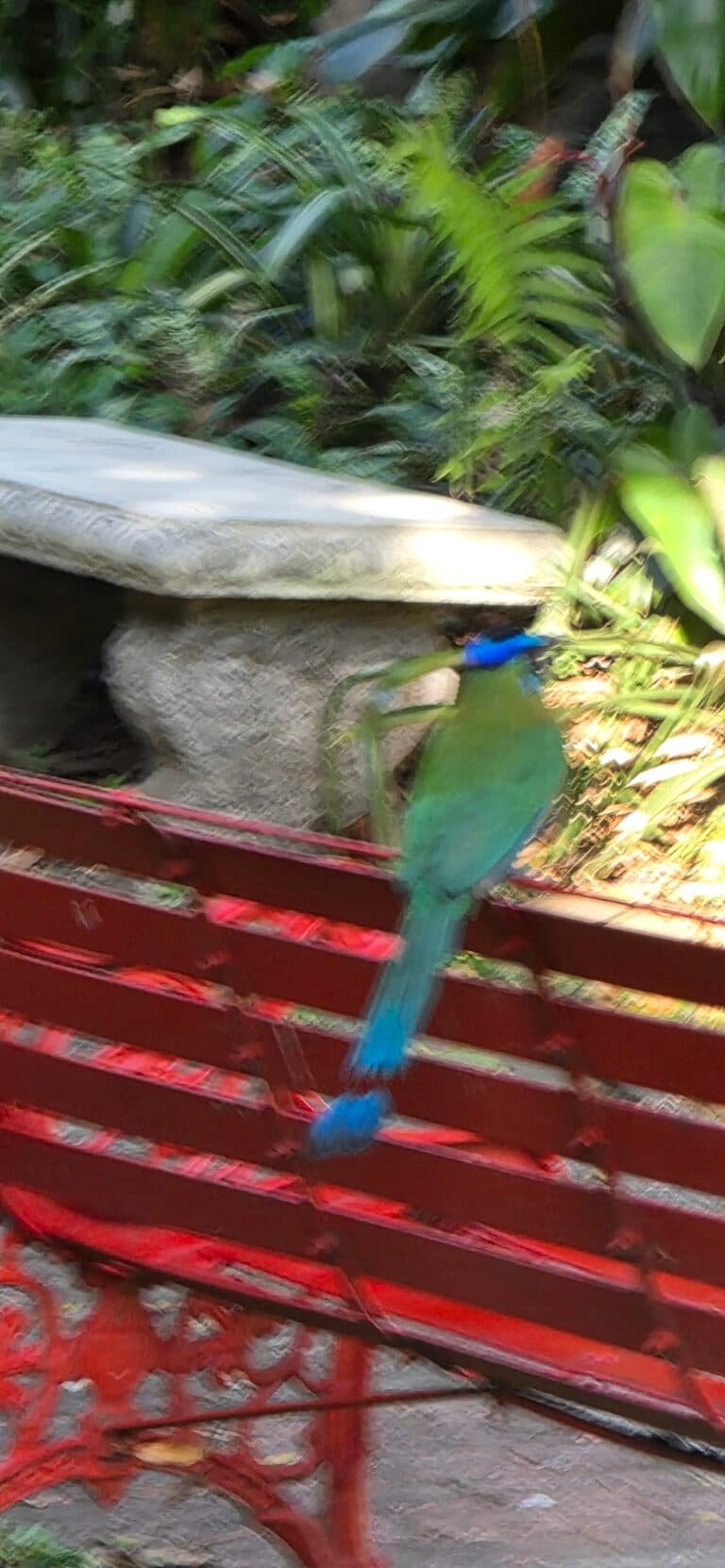 Green and Blue Bird on Red Metal | Natural Costa Rica