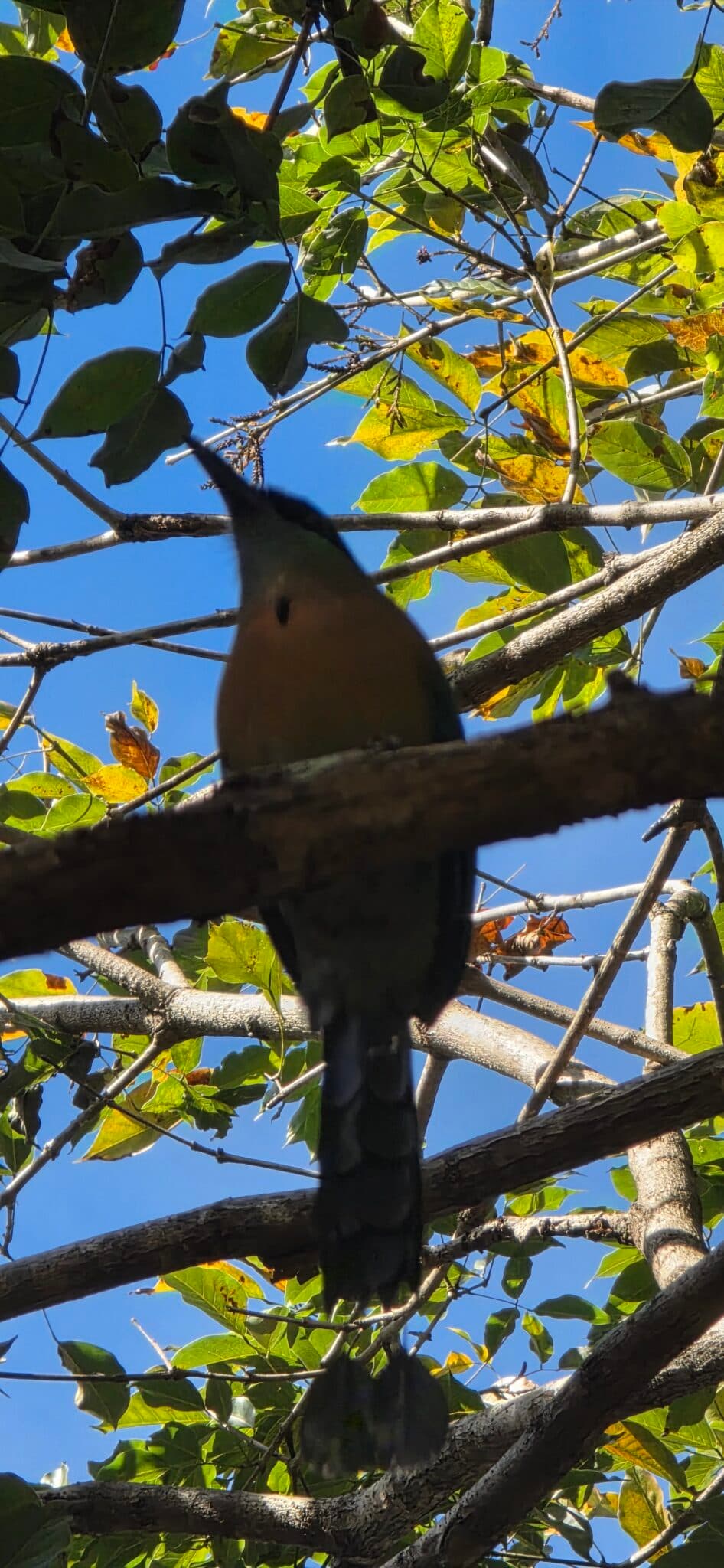 Hidden colorful bird in a lush green tree | Natural Costa Rica