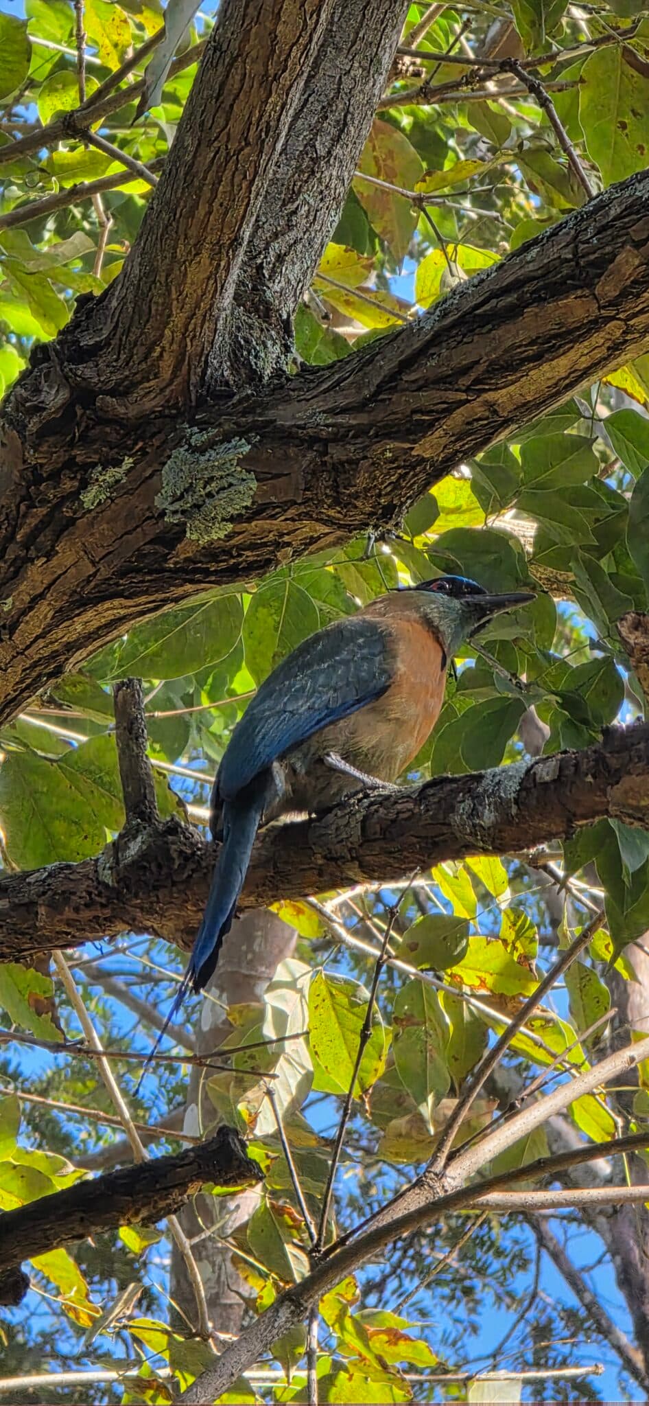 Costa Rica wildlife