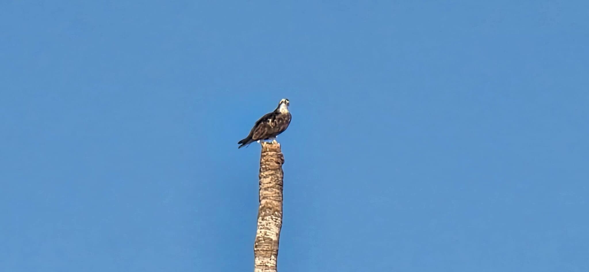 Osprey in Action: Hunting from Palm Tree | Natural Costa Rica