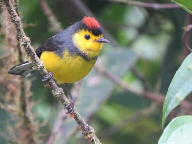 Collared redstart perched on a mossy branch. | Natural Costa Rica