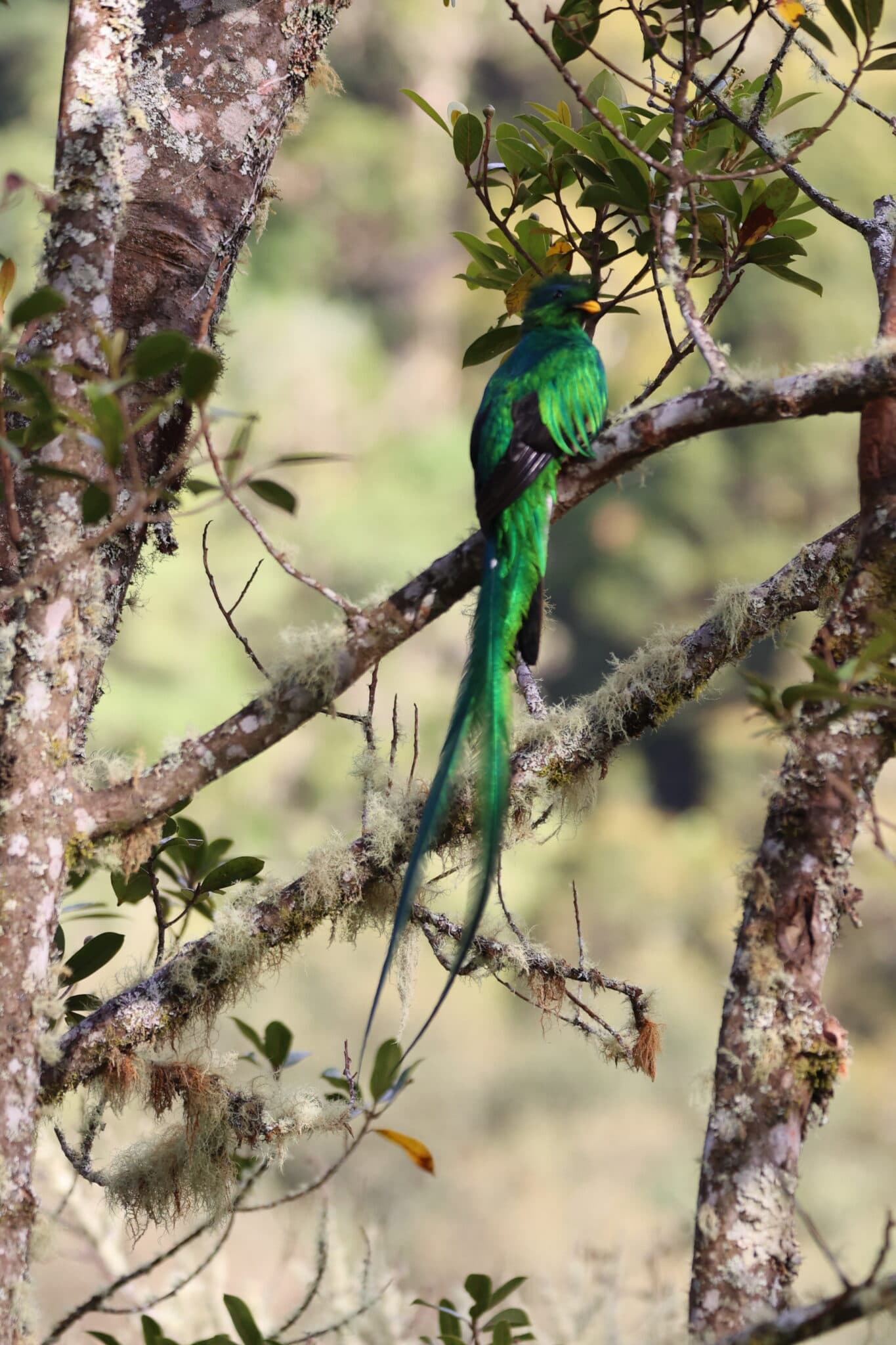 Resplendent Quetzal Bird in Lush Forest Canopy | Natural Costa Rica