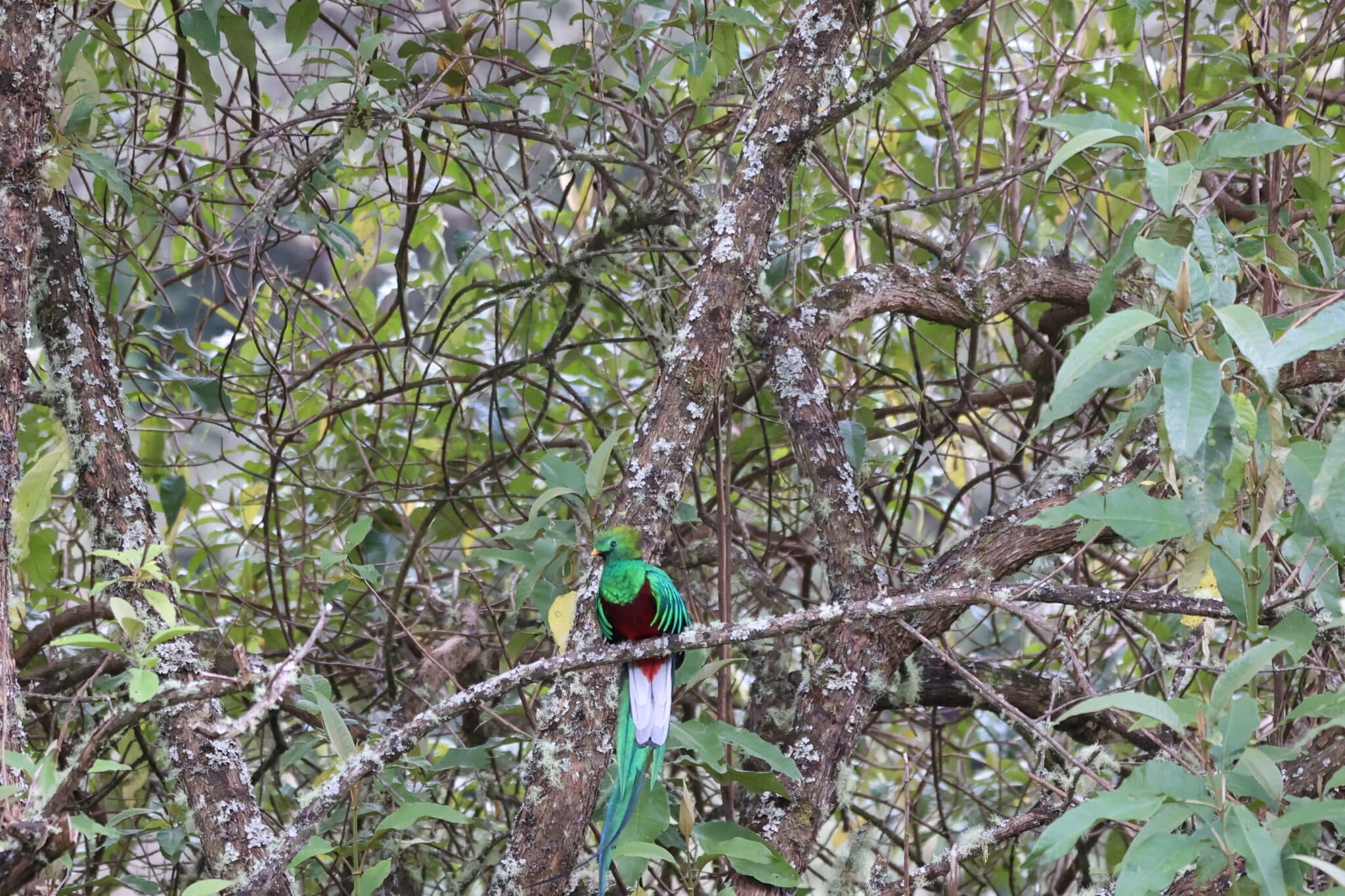 Resplendent Quetzal Perched in Lush Green Canopy | Natural Costa Rica