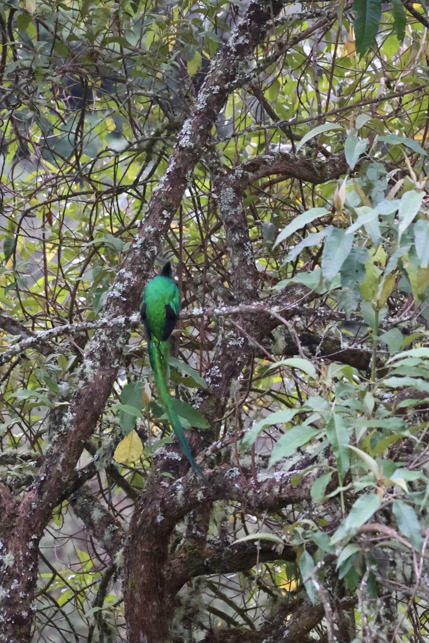 Costa Rica wildlife