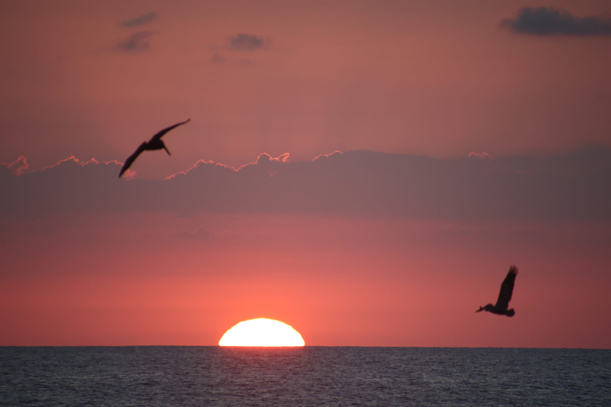 Birds Flying Over Ocean at Sunset | Natural Costa Rica