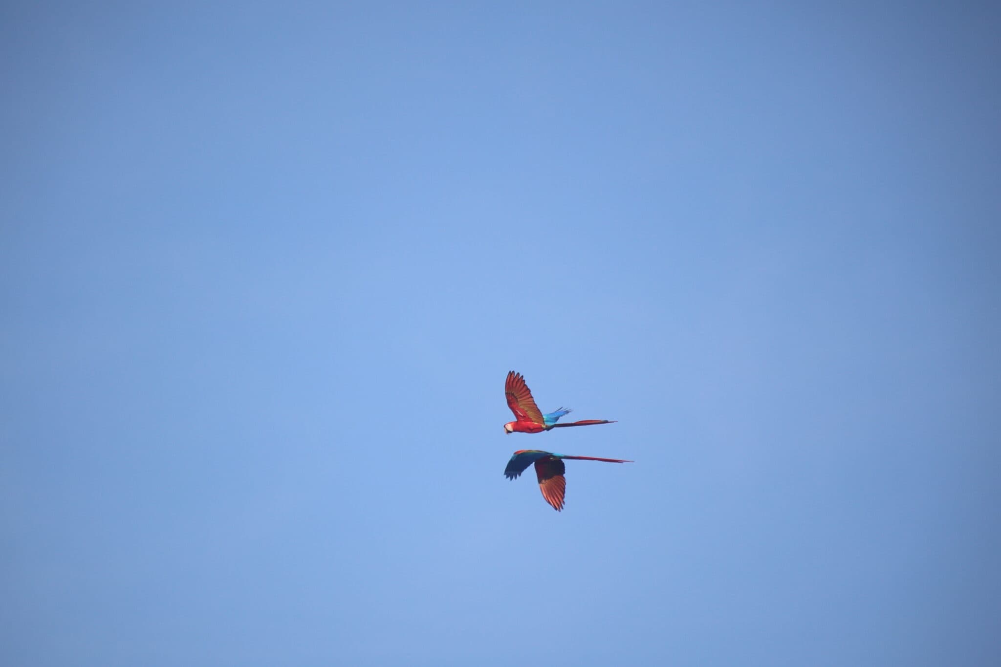 Scarlet Macaws soar through the clear blue sky. | Natural Costa Rica