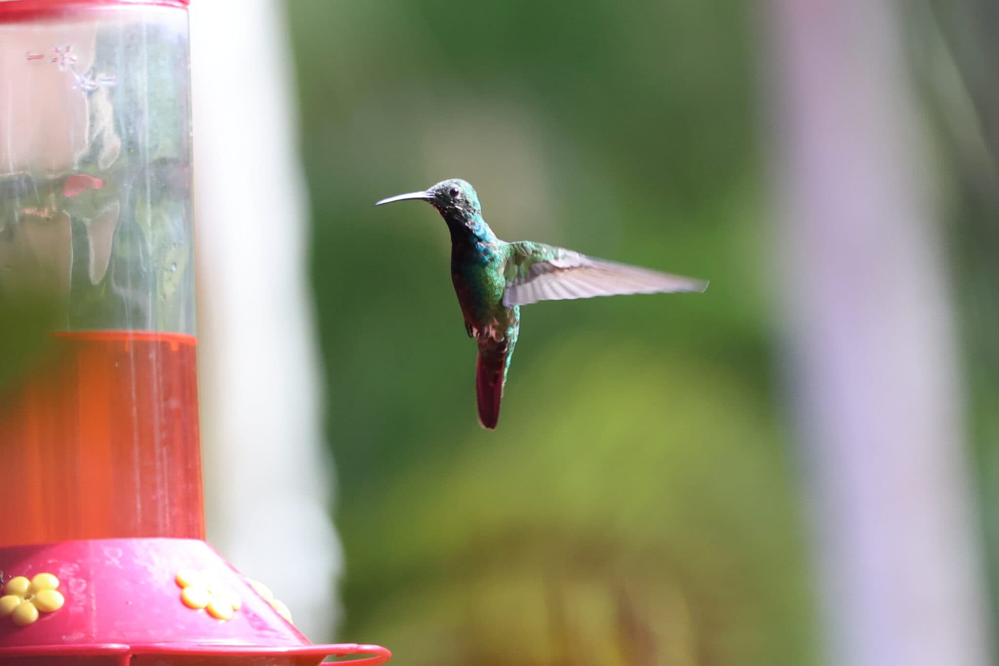 Costa Rica wildlife