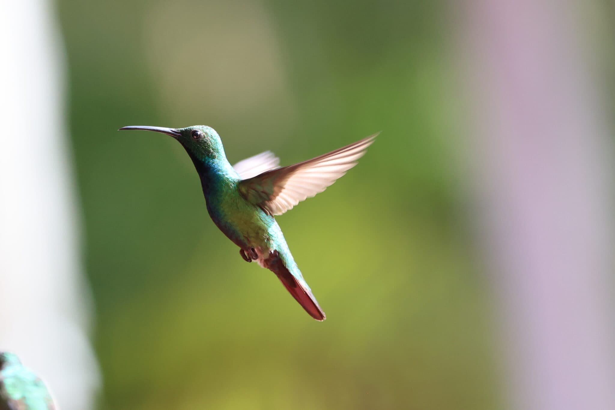 Hummingbird in Flight – A Moment of Grace | Natural Costa Rica