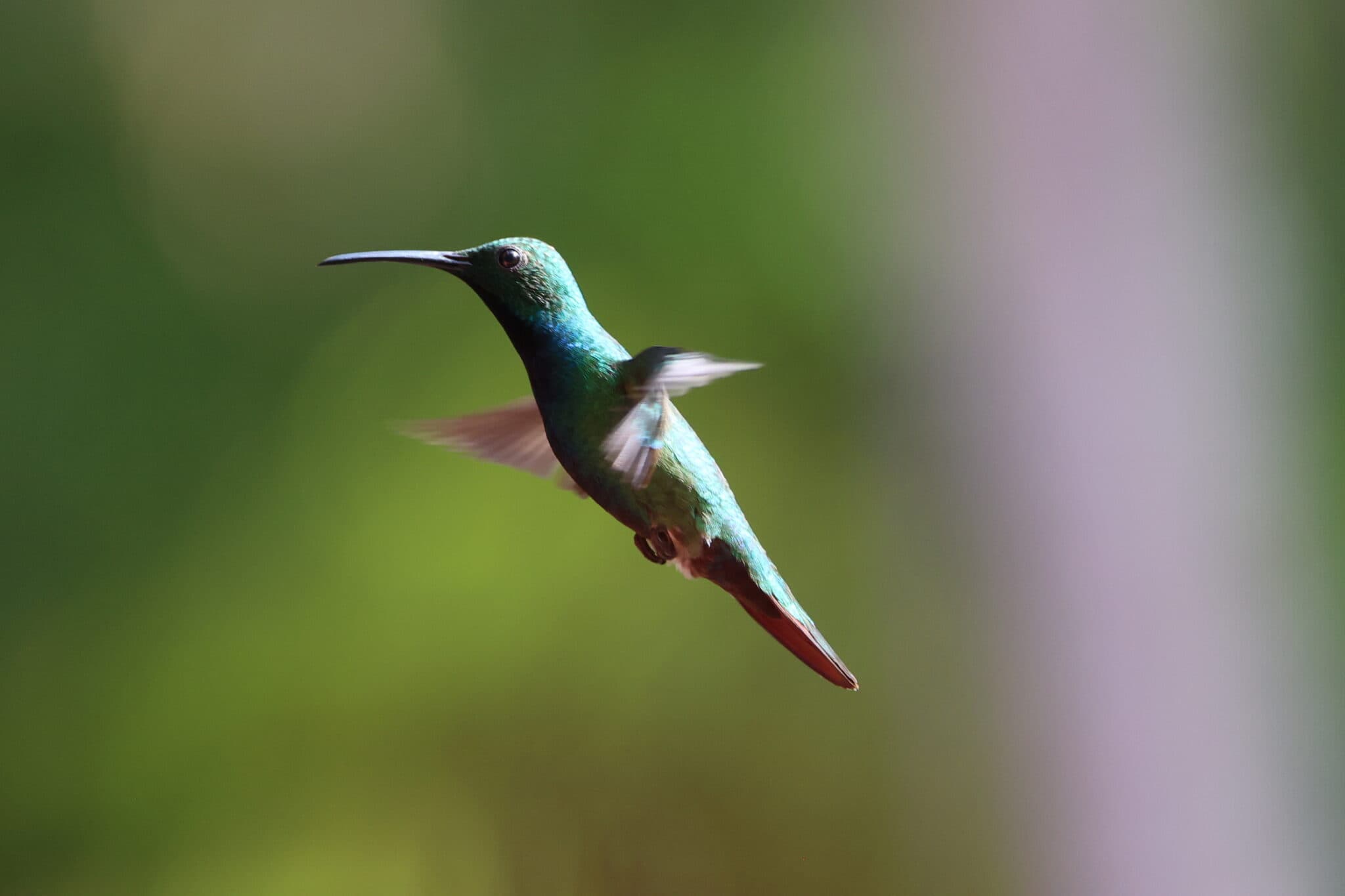 Hummingbird in Flight, Natural Beauty, Wildlife | Natural Costa Rica