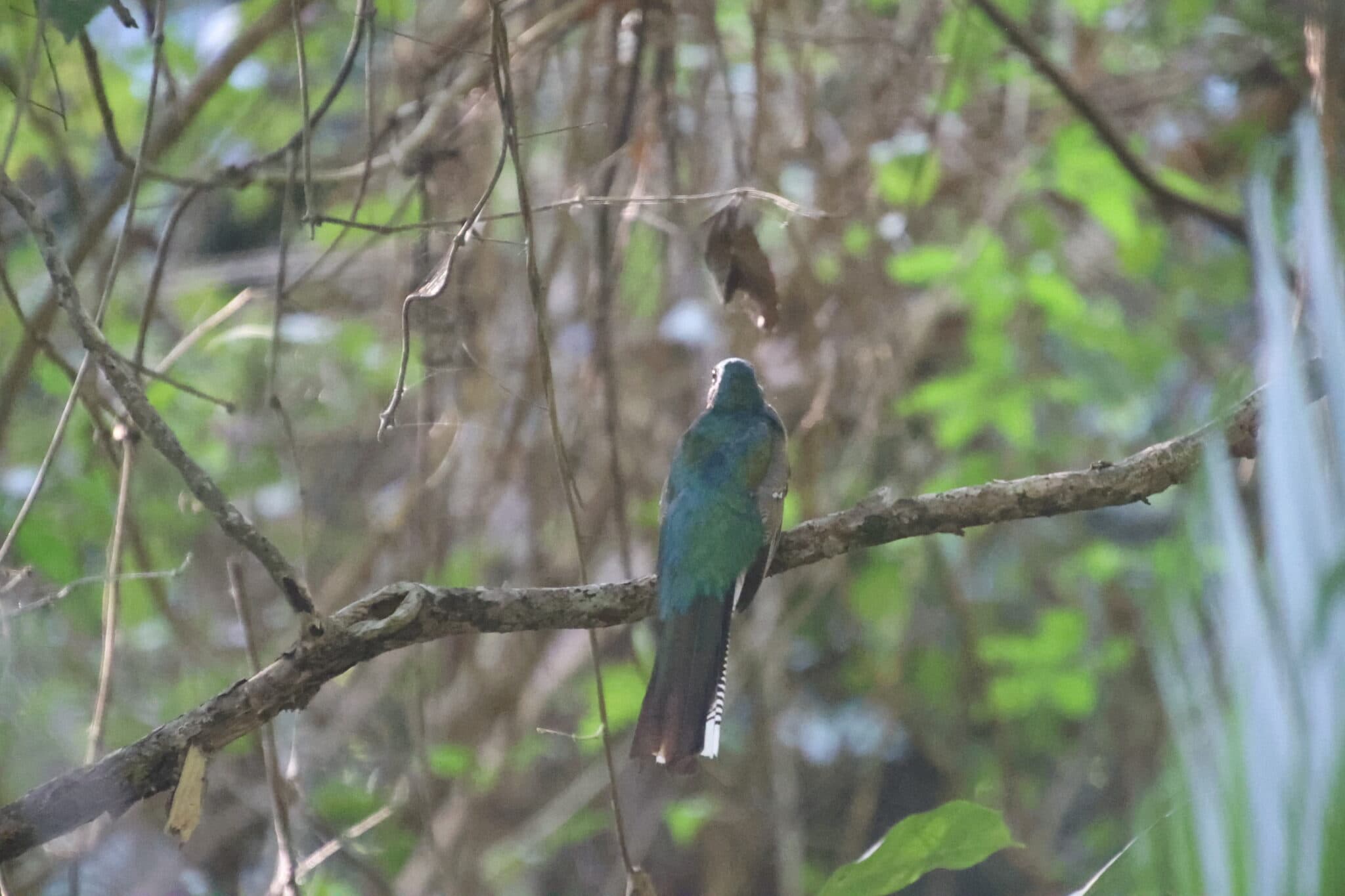 Elegant Gartered Trogon Perched on Branch | Natural Costa Rica