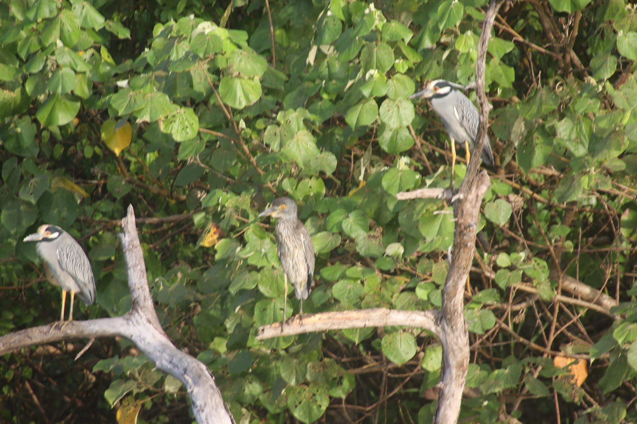 Three Yellow-Crowned Night Herons Perched on Tree | Natural Costa Rica