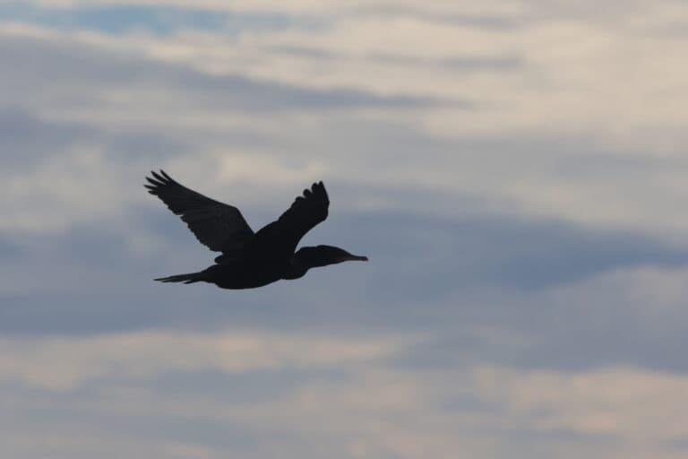Cormorant silhouetted against a cloudy sky. Wildlife photography. | Natural Costa Rica