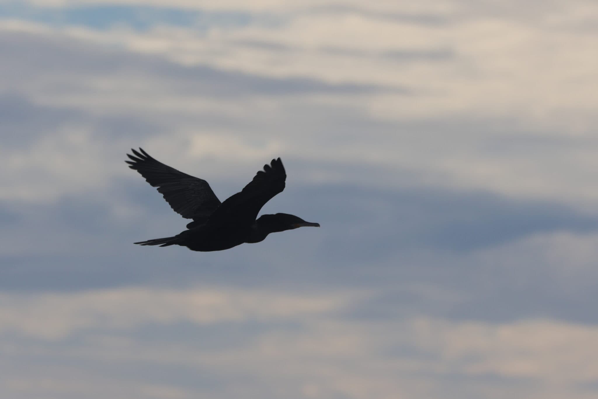 Cormorant silhouetted against a cloudy sky. Wildlife photography. | Natural Costa Rica