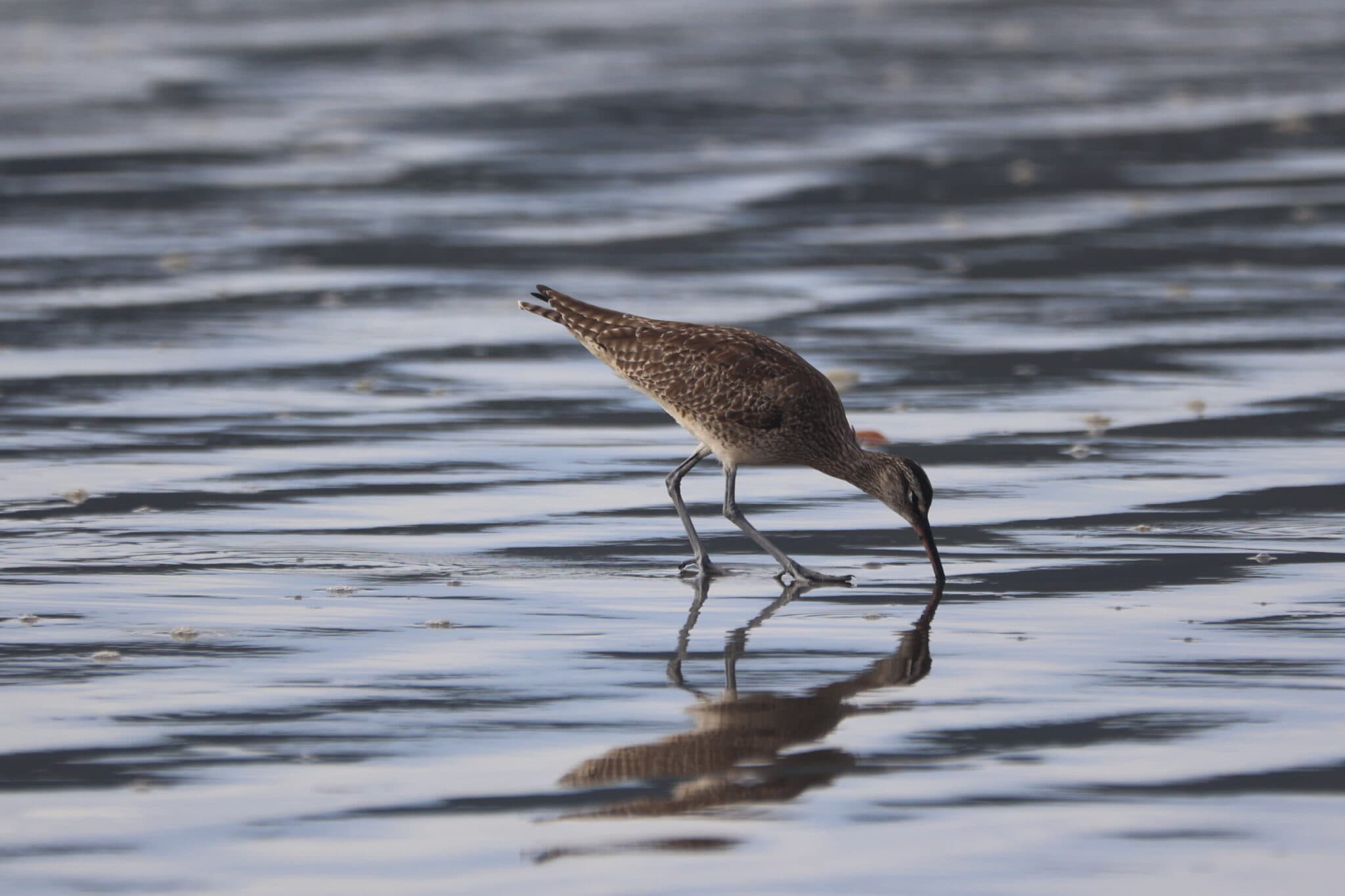 Willet Foraging on a Calm Water Surface | Natural Costa Rica