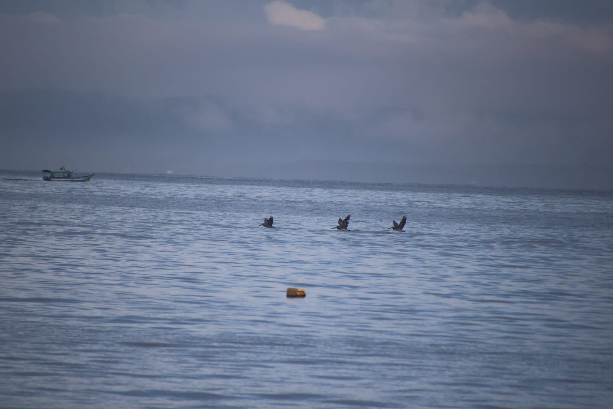 Pelicans fly over the water at dawn | Natural Costa Rica