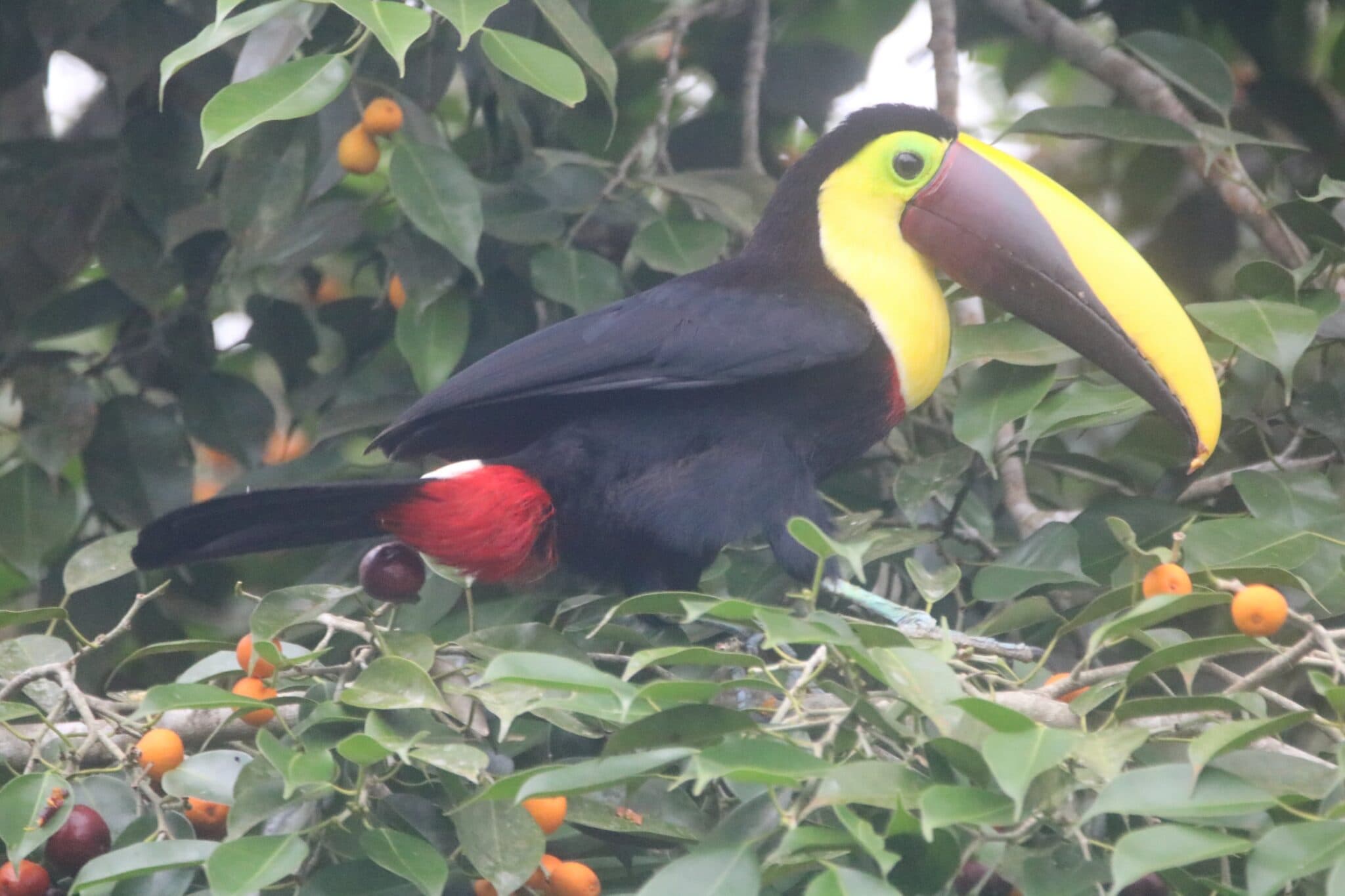 Chestnut-mandibled Toucan perched in lush, tropical fruit tree | Natural Costa Rica