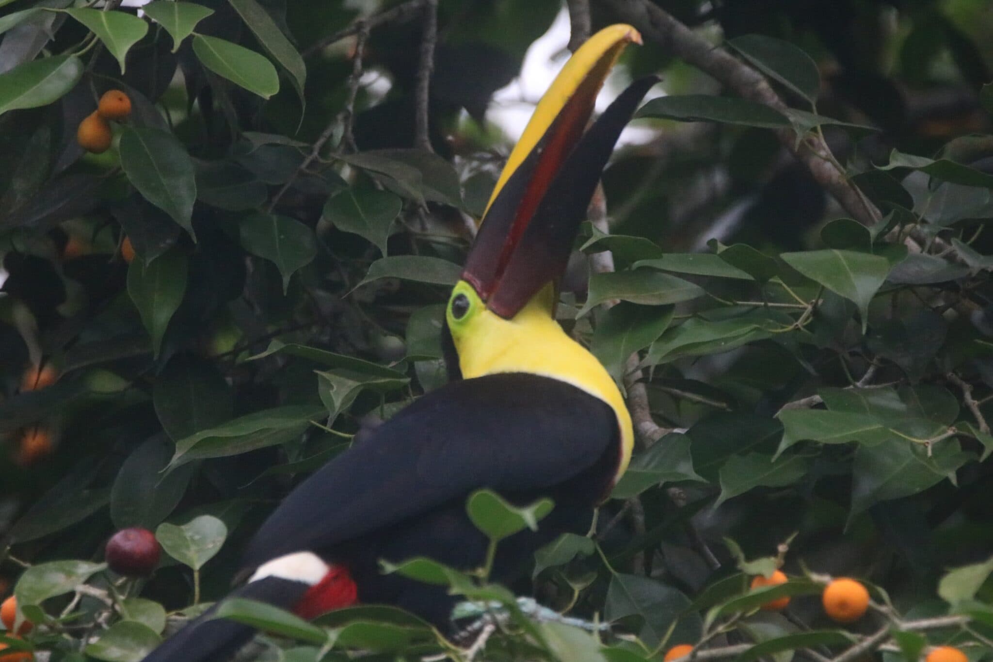 Chestnut-mandibled Toucan amidst lush foliage in Costa Rica | Natural Costa Rica