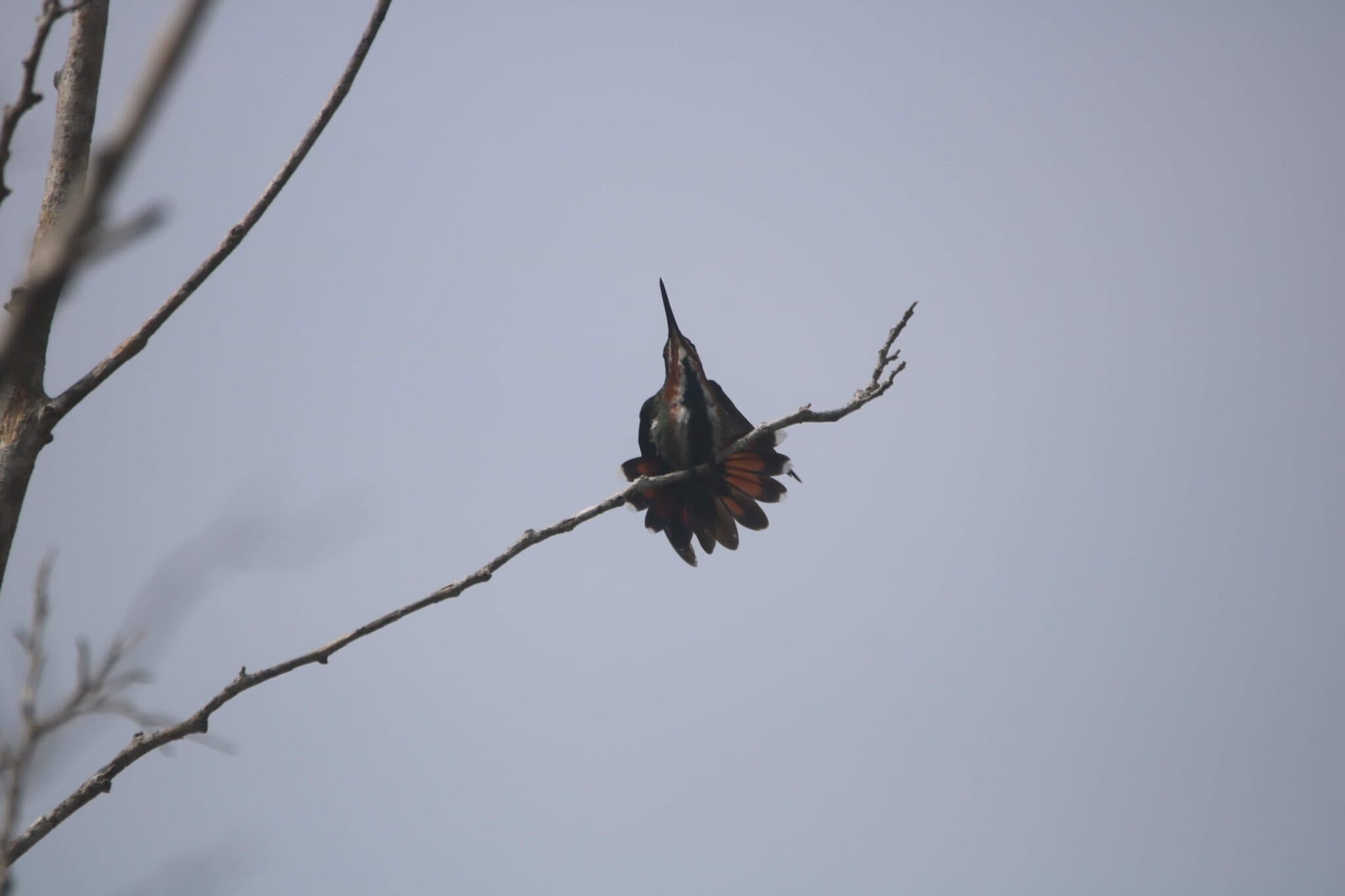 Hummingbird Perched on Branch, Sky Background | Natural Costa Rica