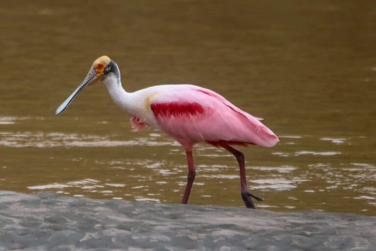 Roseate Spoonbill wading in murky water along the shoreline | Natural Costa Rica
