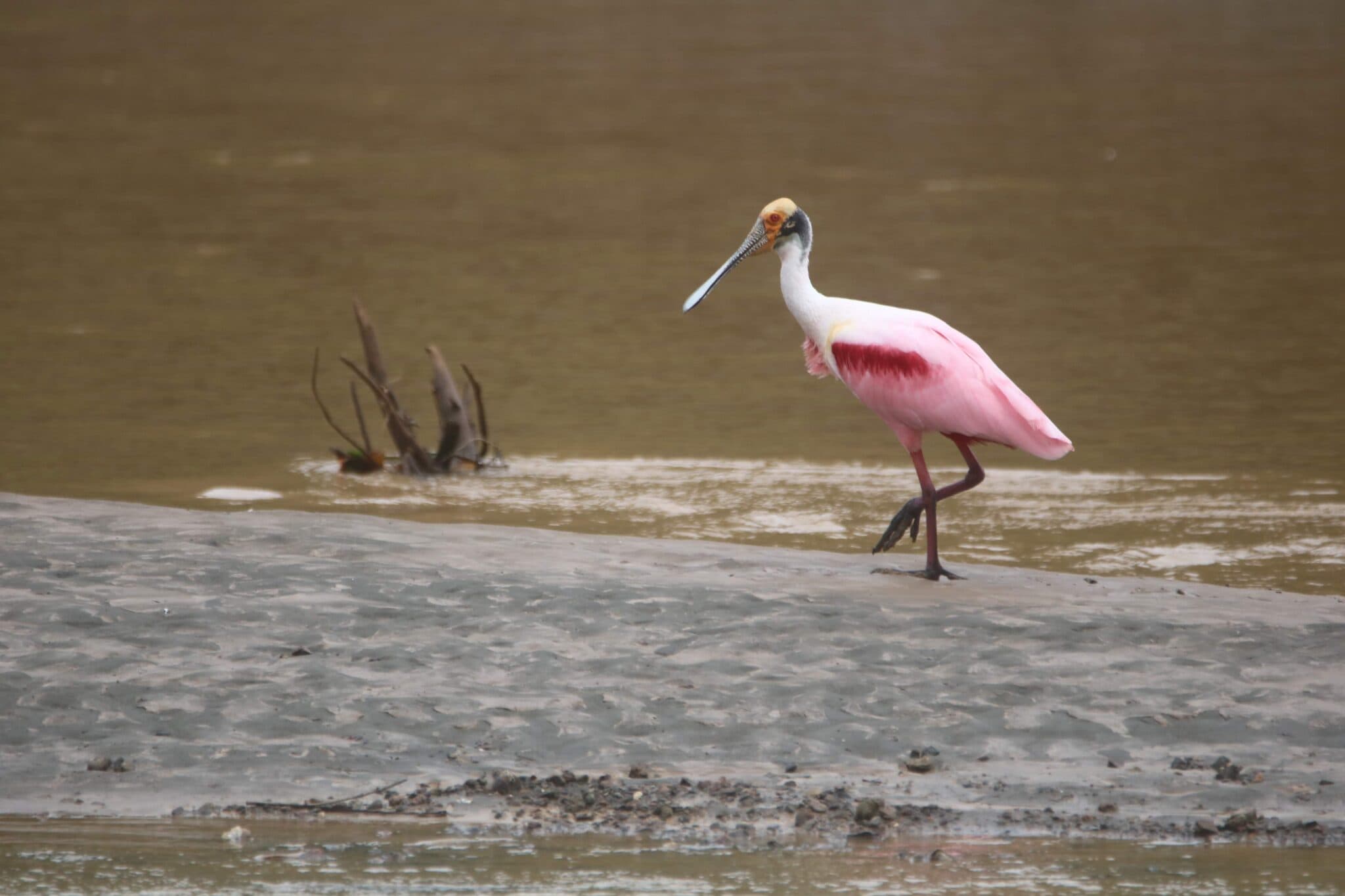 Roseate Spoonbill wading through muddy water. in central pacific | Natural Costa Rica