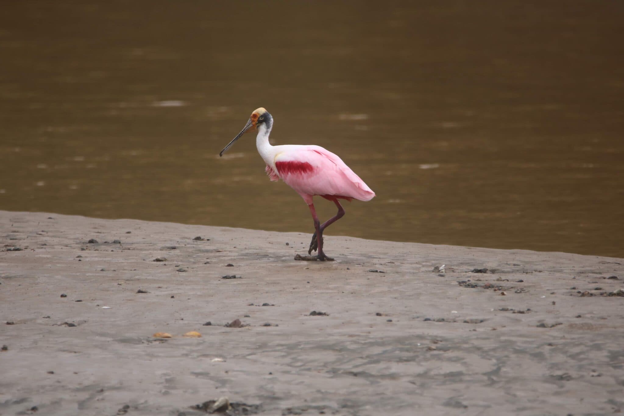 Roseate Spoonbill wading on the shore | Natural Costa Rica