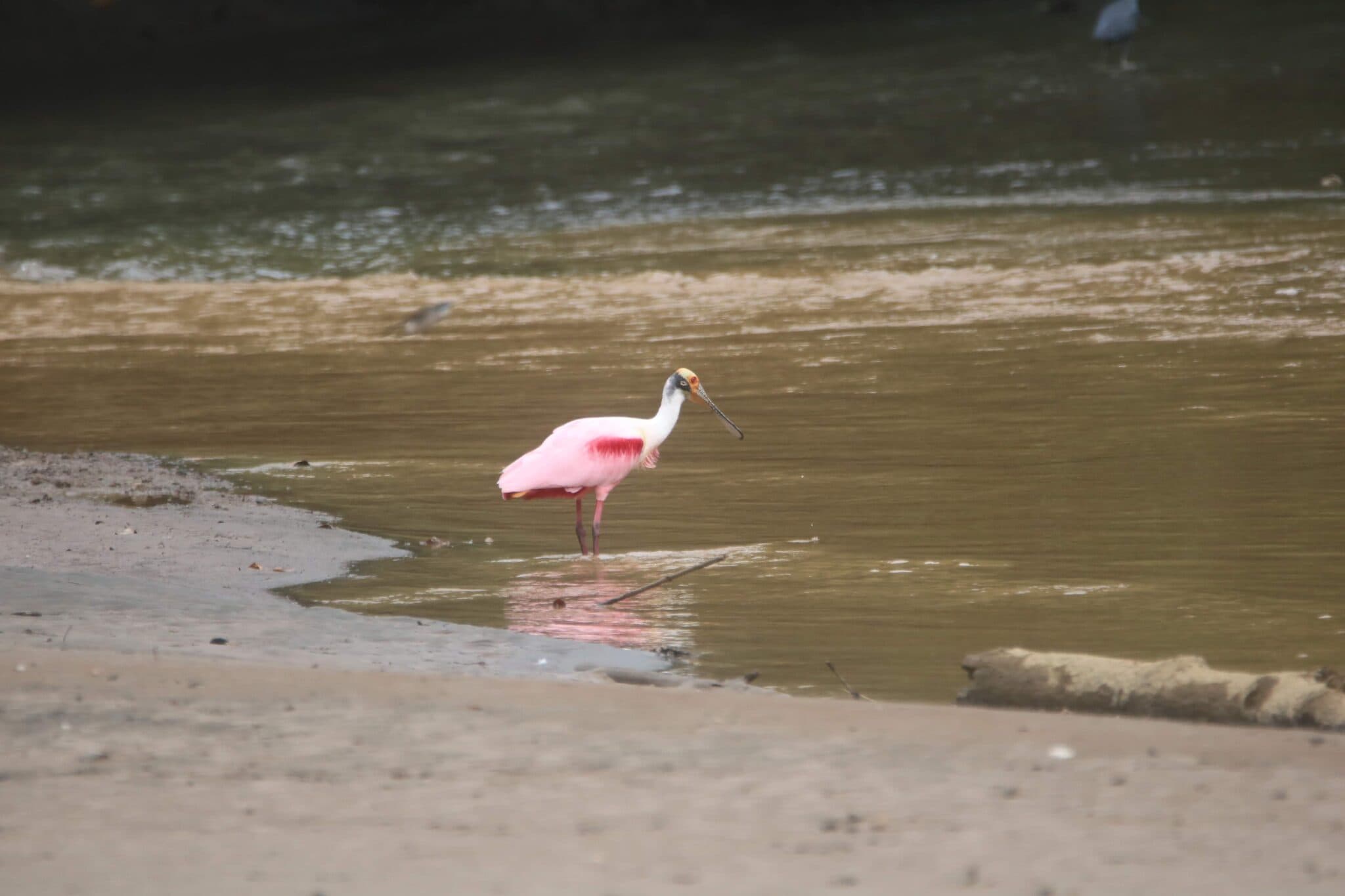 Roseate Spoonbill Wading in Shallow Water | Natural Costa Rica