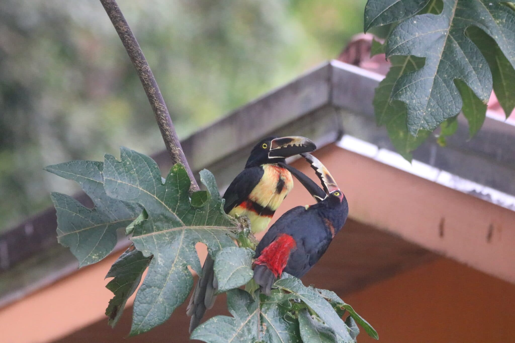 Fiery-billed Aracaris Sharing Fruit | Natural Costa Rica