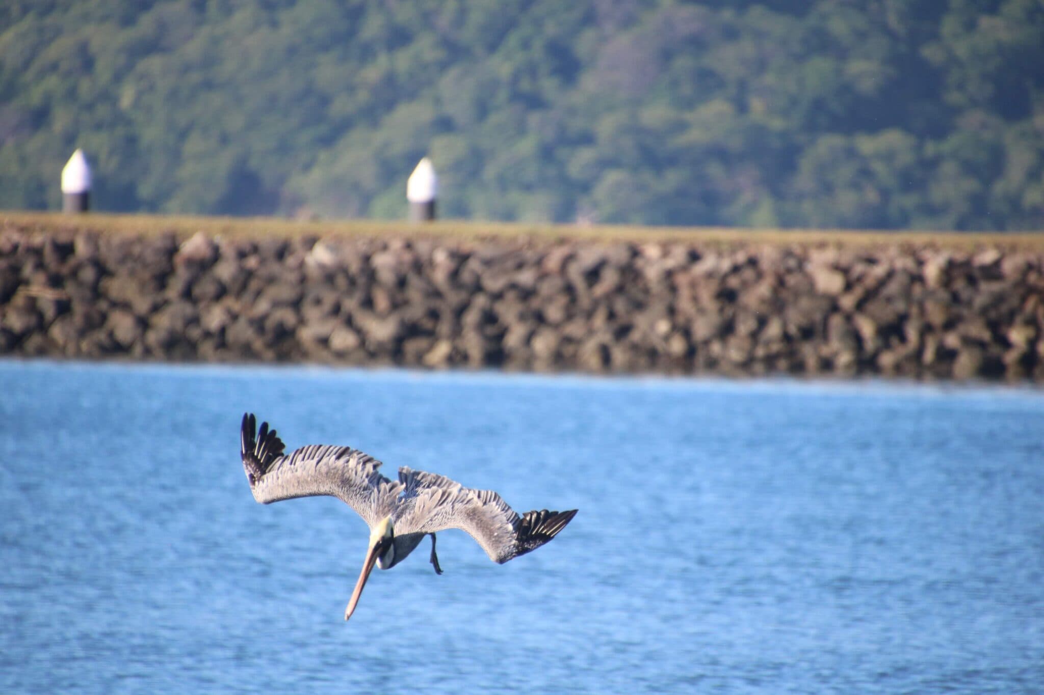 Pelican diving toward blue water for food | Natural Costa Rica