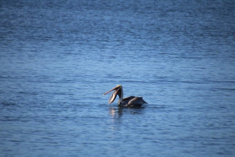 Pelican with Open Beak Swimming in Ocean | Natural Costa Rica