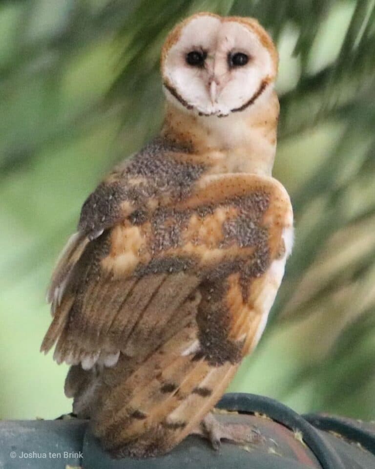 Captivating Barn Owl Portrait: Nature’s Enigmatic Gaze | Natural Costa Rica