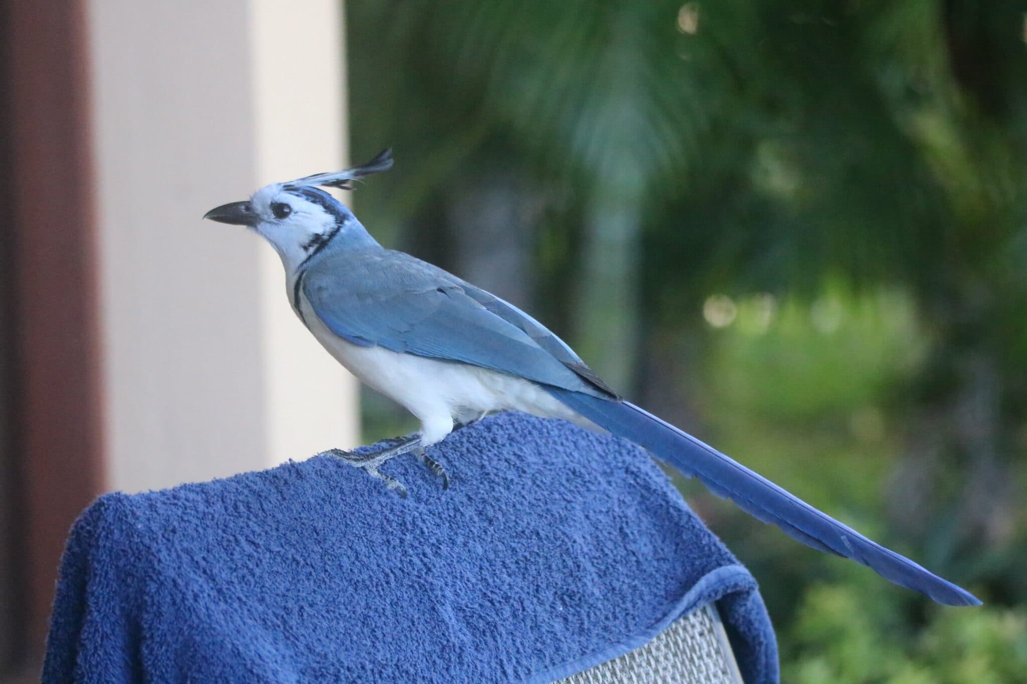 Elegant White-throated Magpie-Jay Bird Perched Serenely in Osa Peninsula | Natural Costa Rica
