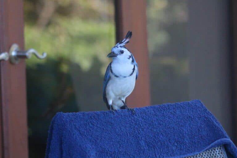 White-throated Magpie-Jay perched on a blue towel | Natural Costa Rica