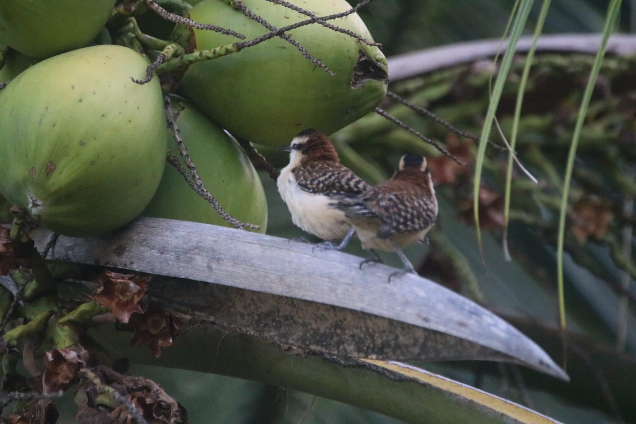 Spot-Breasted Wren Pair Amidst Coconut Palm Fronds | Natural Costa Rica